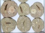 Lot: Real Fossil Plesiosaur Teeth In Matrix - Pieces #119619-1